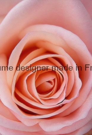 fragrance-perfumery-heart-of-rose.jpg