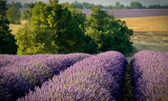 perfumes Provence de Manon